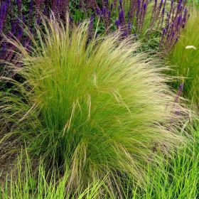 Ornamental Grass Collection - 3 Litre