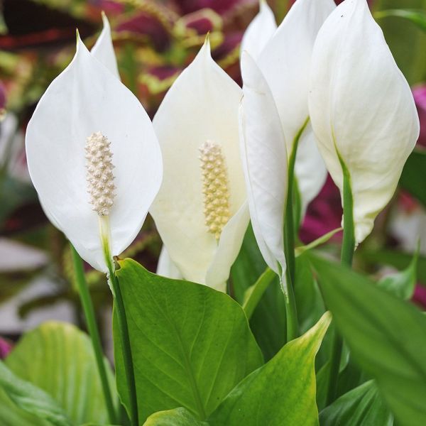 Spathiphyllum - Peace Lily