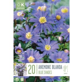 Anemone Blanda Blue Shades - 20 Bulbs
