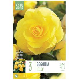 Begonia Double Yellow - 3 Bulbs
