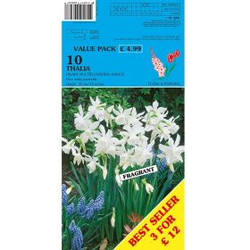 Narcissus Thalia - 10 Bulbs