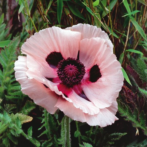Oriental Poppy Collection - 3 Litre