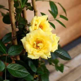 Miniature Climbing Roses - Laura Ford 3 Litre