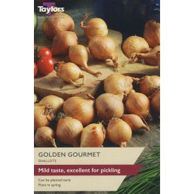 Shallot Golden Gourmet Set - Pack of 12