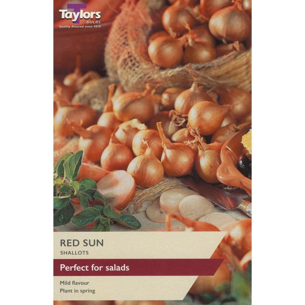Shallot Red Sun Set - Pack of 12
