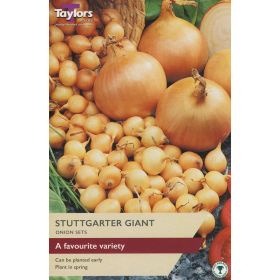 Onion Stuttgarter Giant Set - Pack of 50