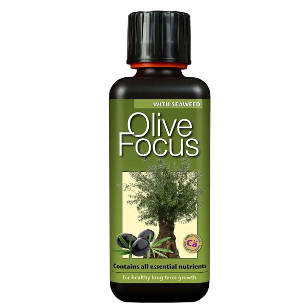 Olive Focus 300ml