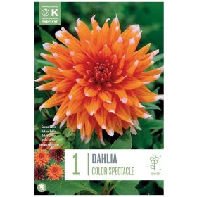 Dahlia Color Spectacle - 1 Bulb