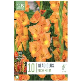 Gladiolus Peche Melba - 10 Bulbs