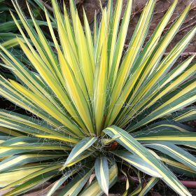 Yucca filamentosa 'Color Guard' 3 Litre