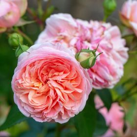 David Austin 'Boscobel'® Fragrant Rose