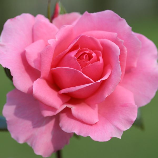 Rosa 'You're Beautiful' - Bush Rose 3 Litre