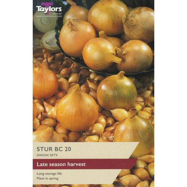 Onion Stur BC Set - Pack of 50