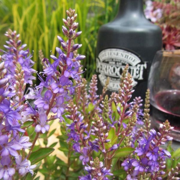 Hebe 'Ruby Port' 2 Litre