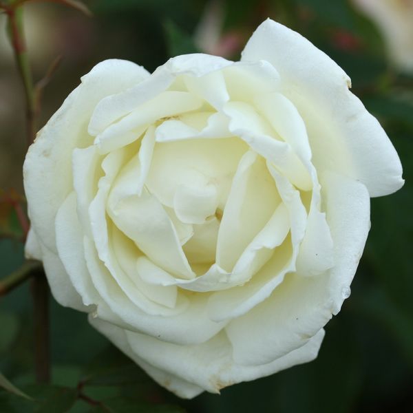 Rosa 'Silver Anniversary' - Bush Rose 3 Litre
