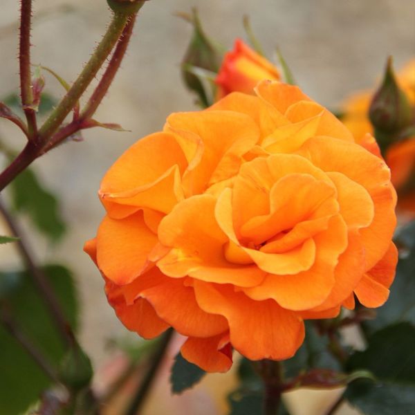 Precious Amber(TM) - Standard Rose