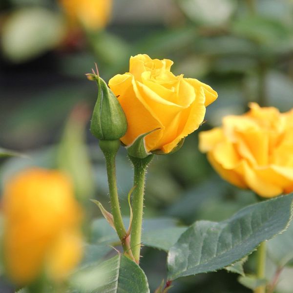 Precious Gold - Standard Rose
