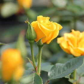 Precious Gold - Standard Rose