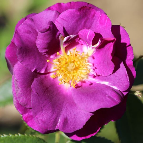 Rosa 'Rhapsody In Blue' - Bush Rose 3 Litre