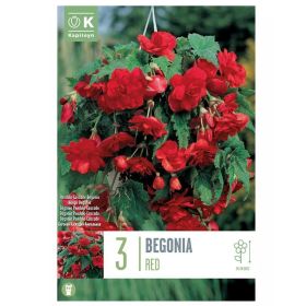 Begonia Pendula Cascade Red - 3 Bulbs