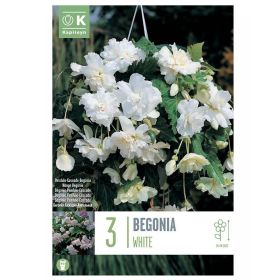 Begonia Pendula Cascade White - 3 Bulbs