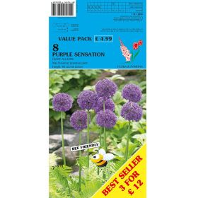 Allium Purple Sensation - 8 Bulbs