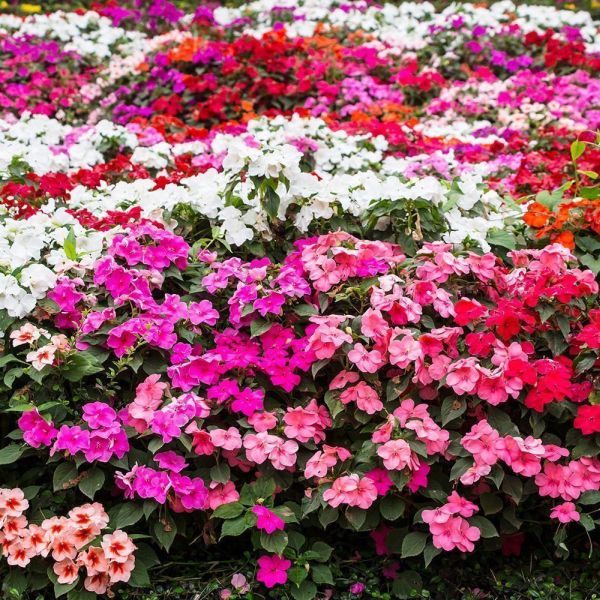 Impatiens Summer Fruits Mixed 6 Pack