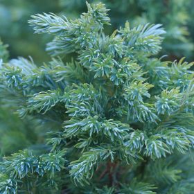 Juniperus squamata 'Blue Carpet' 4.5 Litre