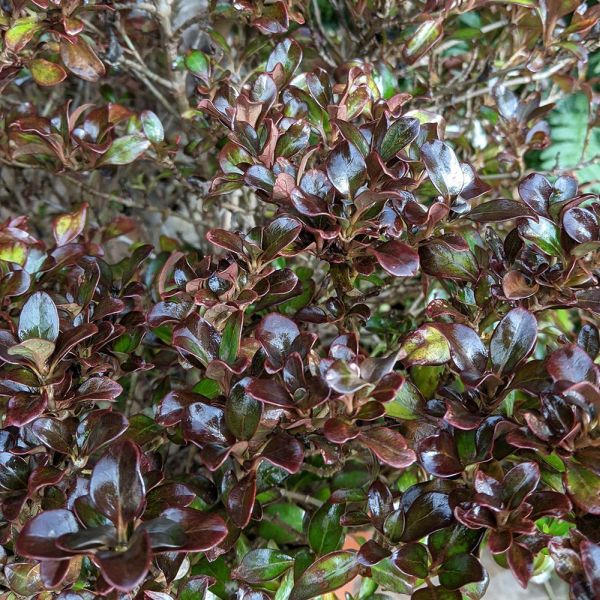 Coprosma 'Chocolate Soldier' 10 Litre