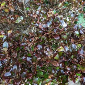 Coprosma Chocolate Soldier 10 Litre
