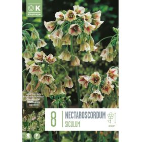 Nectaroscordum Siculum - 8 Bulbs