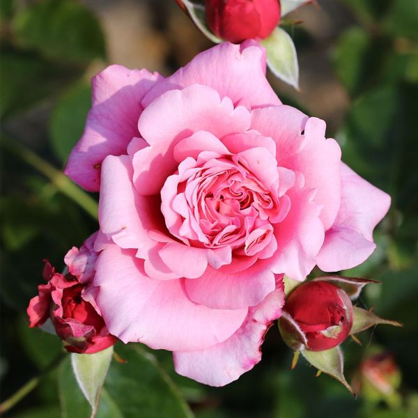 Timeless Pink - Bush Rose 4 Litre