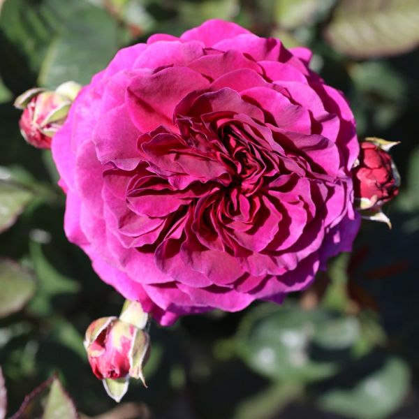 Timeless Purple - Bush Rose 4 Litre