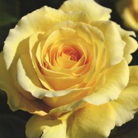 Rosa 'Sommergold' Climbing Rose 4 Litre