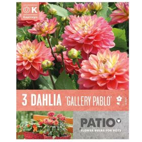 Dahlia Gallery Pablo - 3 Bulbs