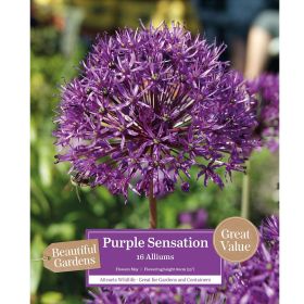 Allium Purple Sensation - 16 Bulbs