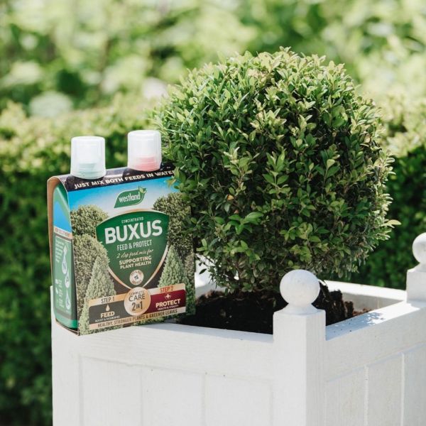 Buxus 2 In 1 Feed & Protect