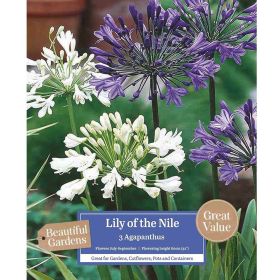 Agapanthus Lily Of The Nile - 3 Bulbs