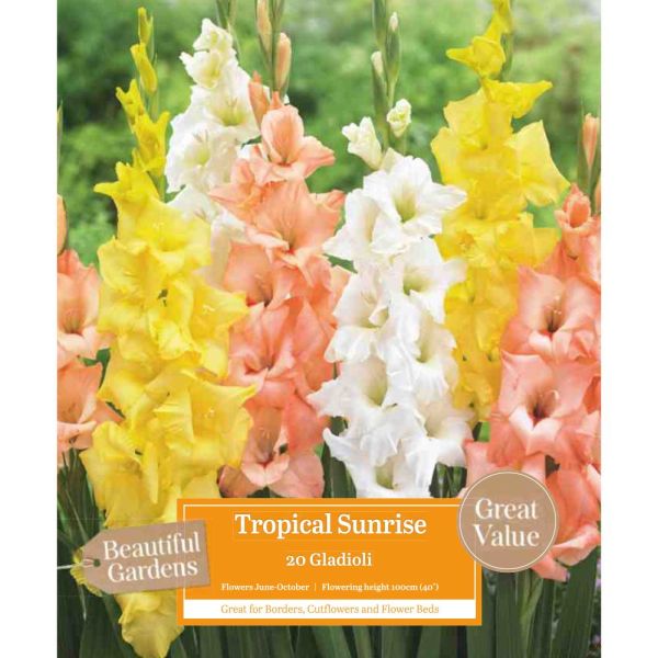 Gladioli Tropical Sunrise Various Popular Bulbs Squires Garden