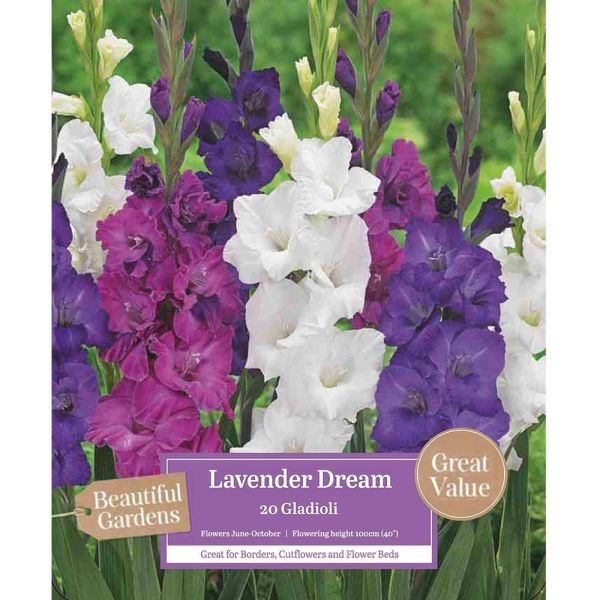 Gladioli Lavender Dream - 20 Bulbs