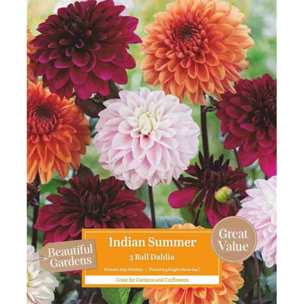 Dahlia Indian Summer - 3 Bulbs