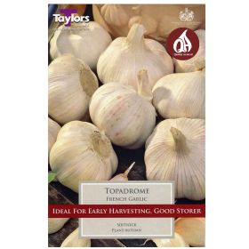 Topadrome - French Garlic Set - 2 Bulbs
