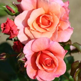 Standard Rose - Summer Beauty 7.5 Litre