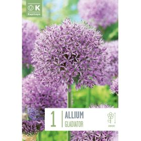 Allium Gladiator - 1 Bulbs
