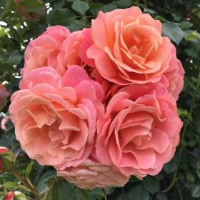Rosa 'Peach Melba' - Climbing Rose 4 Litre