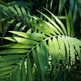 Chamaedorea Elegans 'Mountain Palm' 120cm tall 21cm