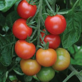 Tomato Gardeners Delight 11cm Red