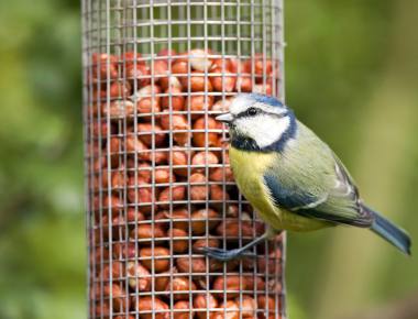 Wildlife & Bird Care at Squire's  Birdseed, Bird Feeder, Habitat Houses &  More