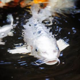 Ghost Koi 3-4 inches