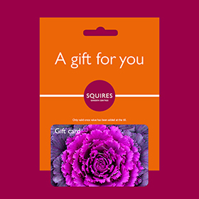 Squire's Gift Card - Kale